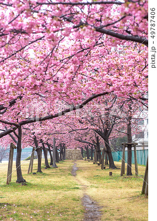 旧中川河川敷　河津桜 49787406