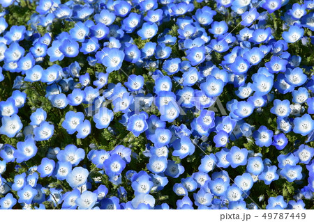 ネモフィラ ネモフィラ 49787449