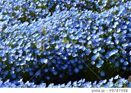 ネモフィラ ネモフィラ 49787498