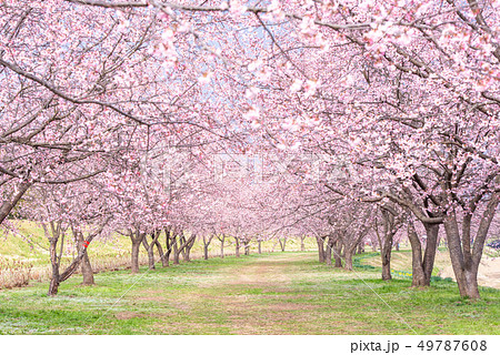 北浅羽桜堤公園 寒桜 北浅羽桜堤公園 寒桜 49787608