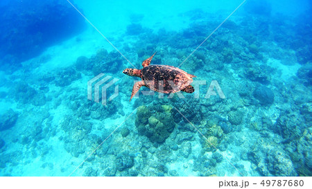 沖縄　阿嘉島のアオウミガメ 水中撮影 49787680
