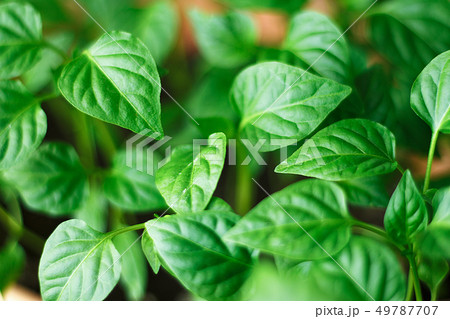 Young green shoots of sweet pepper with juicy Young green shoots of sweet pepper with juicy 49787707