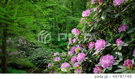 green garden with or river and bushes and flowers green garden with or river and bushes and flowers 49787749