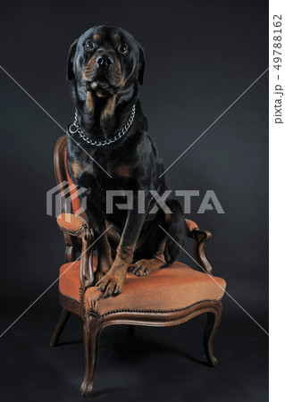 rottweiler on an armchair 49788162