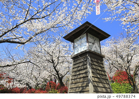 飛鳥山公園 時計台(時計塔)と満開の桜 飛鳥山公園 時計台(時計塔)と満開の桜 49788374