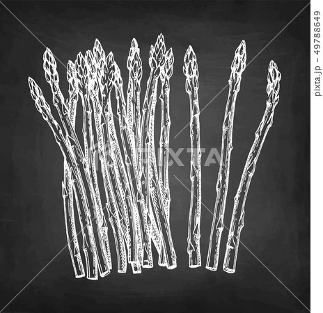 Chalk sketch of asparagus.のイラスト素材 [49788649] - PIXTA