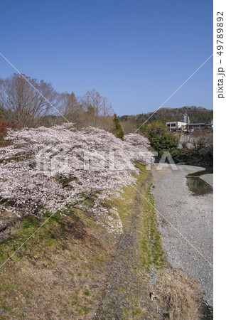 釜の淵公園の桜　鮎美橋からの風景 49789892