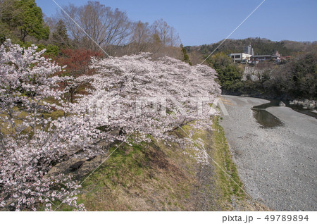 釜の淵公園の桜　鮎美橋からの風景 49789894