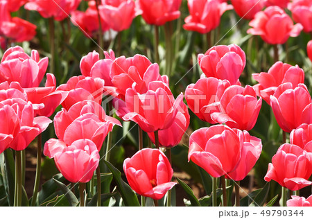 チューリップ　カムロ 49790344