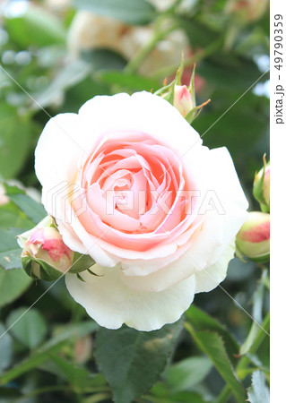 バラ ニュー・ドーン バラ ニュー・ドーン 49790359