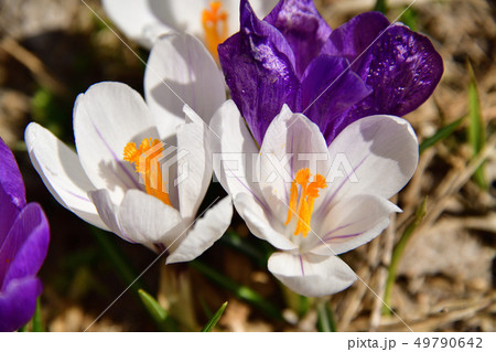 早春の北海道江差町水堀地区でまんかいのクロッカスの風景を撮影 49790642