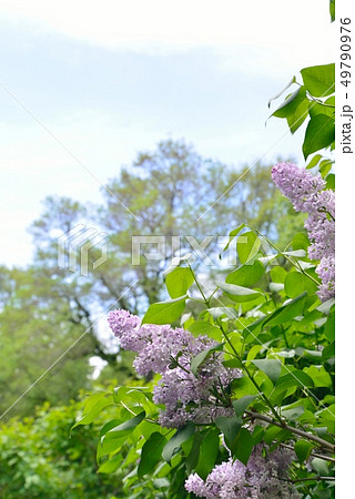 北大植物園のライラック 北大植物園のライラック 49790976