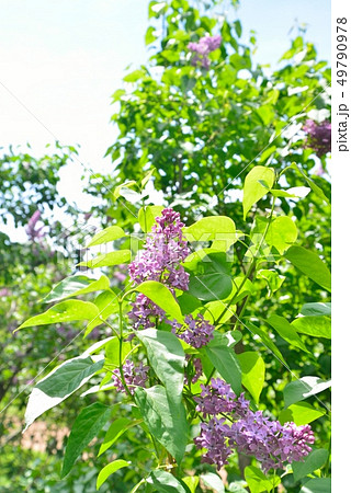 北大植物園のライラック 49790978