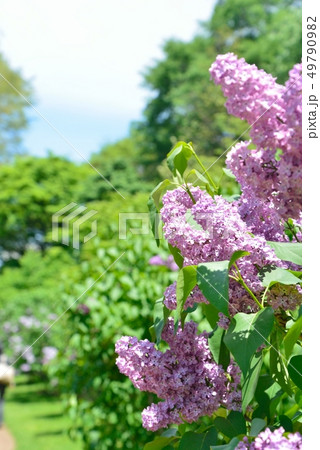 北大植物園のライラック 北大植物園のライラック 49790982