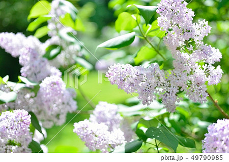 北大植物園のライラック 49790985