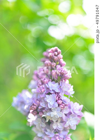 北大植物園のライラック 北大植物園のライラック 49791047