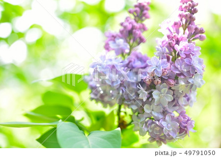 北大植物園のライラック 北大植物園のライラック 49791050