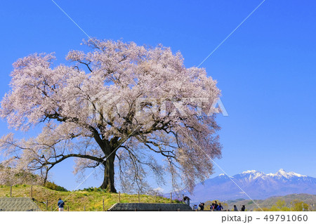 わに塚の桜１ 49791060