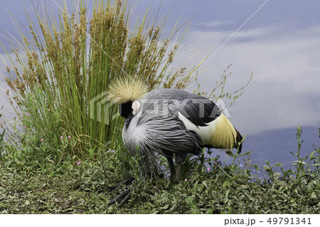 Southern Crowned Crane At Rest 49791341