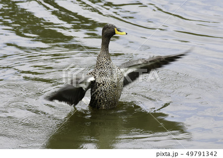 Yellow-billed Duck Flapping Its Wings 49791342
