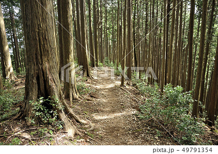 奥武蔵 滝ノ平尾根の登山道 49791354