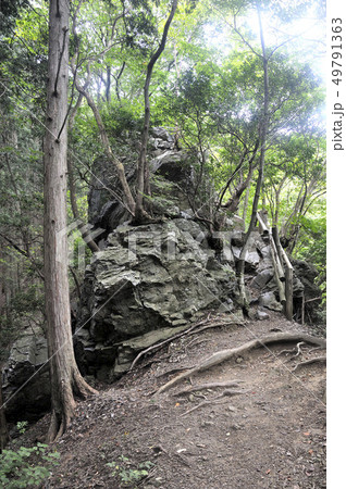 奥武蔵 棒ノ折山の岩茸石 49791363