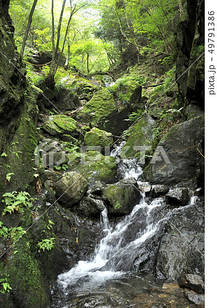 棒ノ折山 白谷沢のゴルジュ 49791386