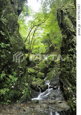 棒ノ折山 白谷沢のゴルジュ 49791387