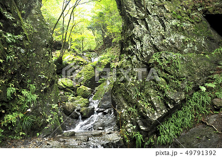 棒ノ折山 白谷沢のゴルジュ 49791392