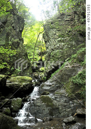 棒ノ折山 白谷沢のゴルジュ 49791393
