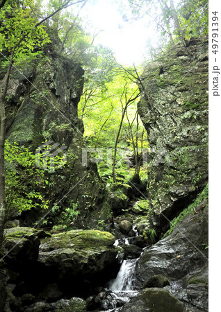 棒ノ折山 白谷沢のゴルジュ 49791394
