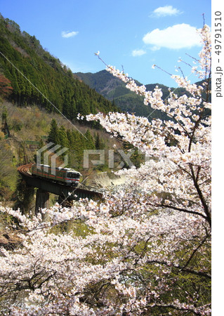 春の高山本線 49791510