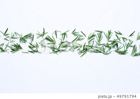 Fresh rosemary isolated on white. Fresh rosemary isolated on white. 49791794