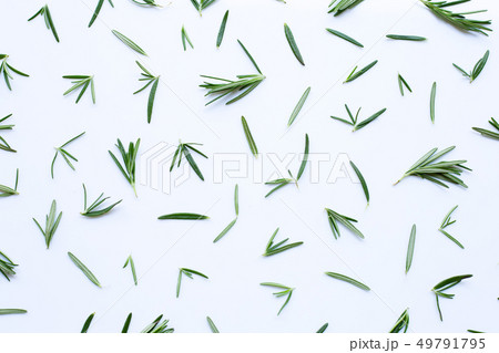 Fresh rosemary isolated on white. 49791795