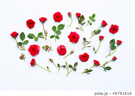 Rose on white background. Rose on white background. 49791819