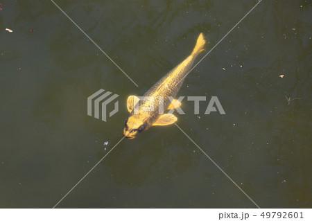 善寳寺 人面魚 善寳寺 人面魚 49792601