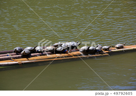 善寳寺　亀の甲羅干し 49792605