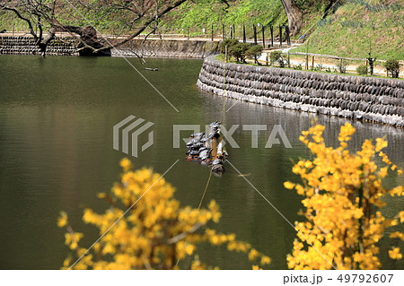 善寳寺 人面魚の住む貝喰の池 善寳寺 人面魚の住む貝喰の池 49792607