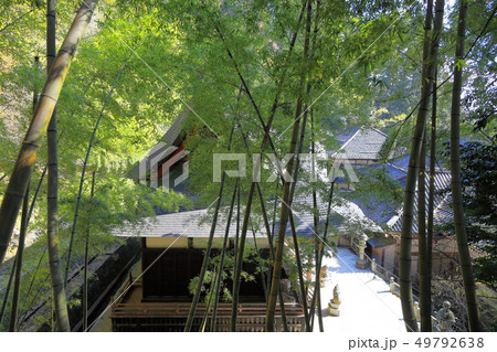 善寳寺 龍王殿と竹藪 善寳寺 龍王殿と竹藪 49792638