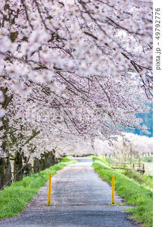 兵庫県　丹波市　加古川沿いの桜並木 49792776