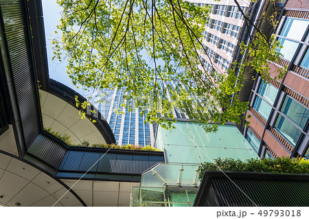 三菱一号館美術館　庭園からを新緑見上げる 49793018