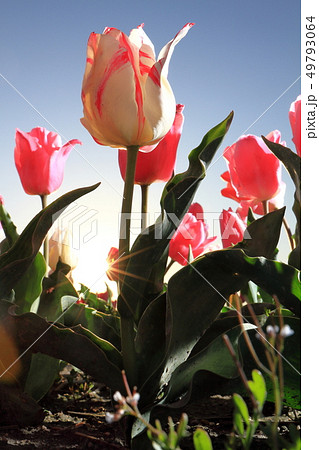 逆光のチューリップ 49793064