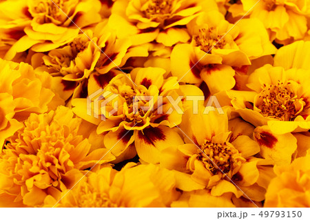 Composition made of yellow marigolds. 49793150