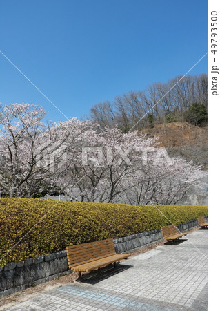 春の桜満開バレンタインパーク作東 49793500