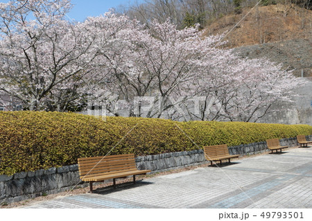 春の桜満開バレンタインパーク作東 49793501