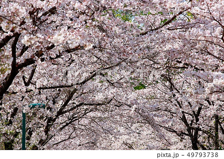 桜 桜 49793738