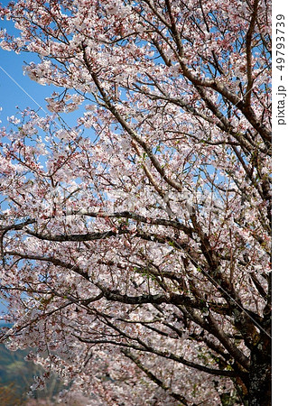 桜 桜 49793739