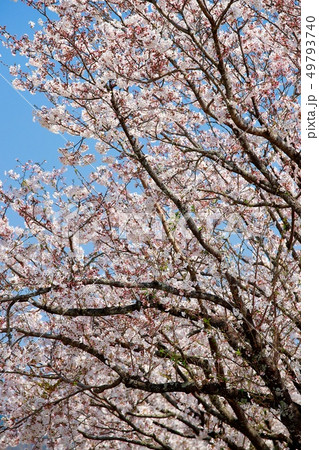 桜 49793740