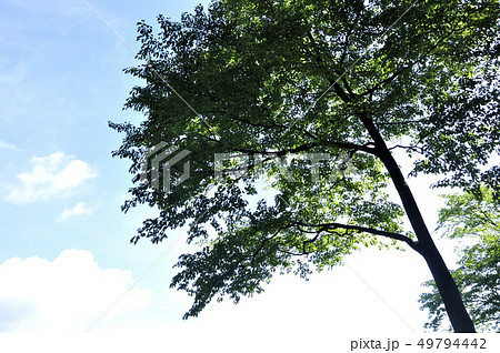 岩茸石山 夏の桜の木の写真素材
