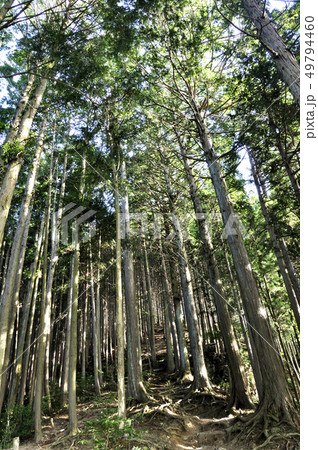 高水山の植林 49794460